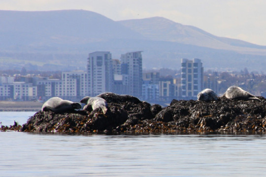 Inchkeith seals, Edinburgh behind Inchkeith Seal Edinburgh