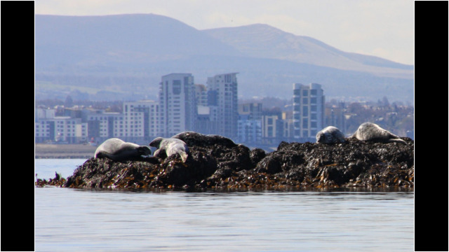 Inchkeith seals, Edinburgh behind Inchkeith Seal Edinburgh