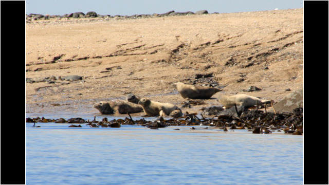Seals on Inchkeith's sandy beach Inchkeith Seal