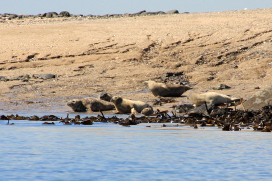 Seals on Inchkeith's sandy beach Inchkeith Seal