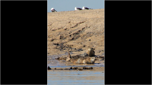 Seals on Inchkeith's sandy beach Inchkeith seal