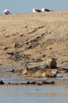 Seals on Inchkeith's sandy beach Inchkeith seal