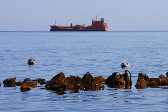 Wildlife & industry Inchkeith seal