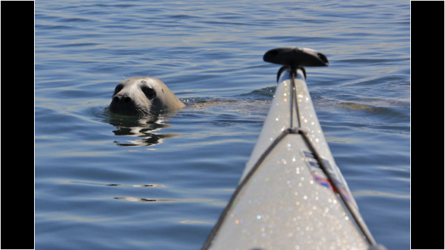 Friendly seal Sea Kayak Inchkeith Seal