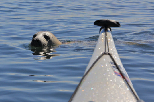 Friendly seal Sea Kayak Inchkeith Seal