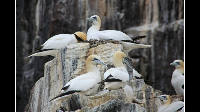 Gannets Sea Kayak Bass Rock Gannet