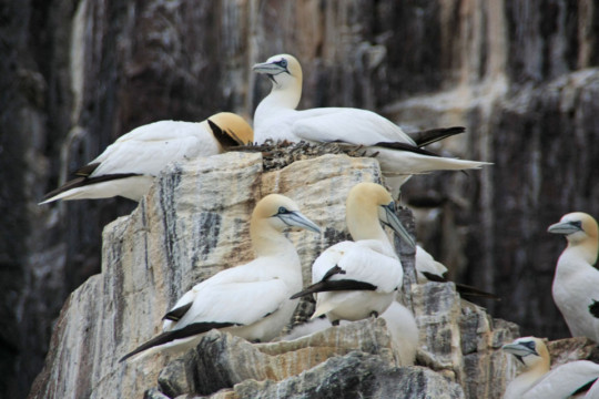 Gannets Sea Kayak Bass Rock Gannet