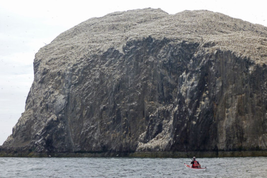 Bass Rock & it's Gannets Sea Kayak Bass Rock Gannets