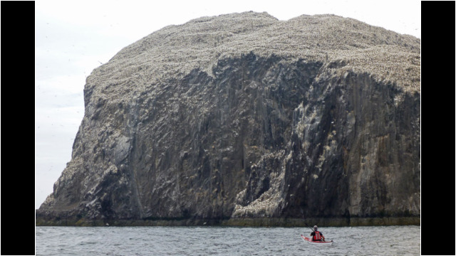 Bass Rock & it's Gannets Sea Kayak Bass Rock Gannets