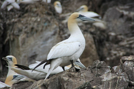 Gannets Sea Kayak Bass Rock Gannet