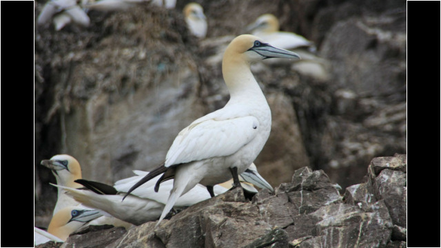 Gannets Sea Kayak Bass Rock Gannet