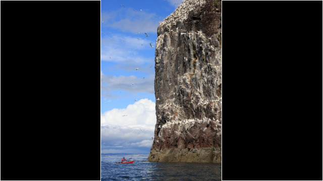 Bass Rock's cliffs & Gannets Sea Kayak Bass Rock
