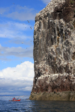 Bass Rock's cliffs & Gannets Sea Kayak Bass Rock
