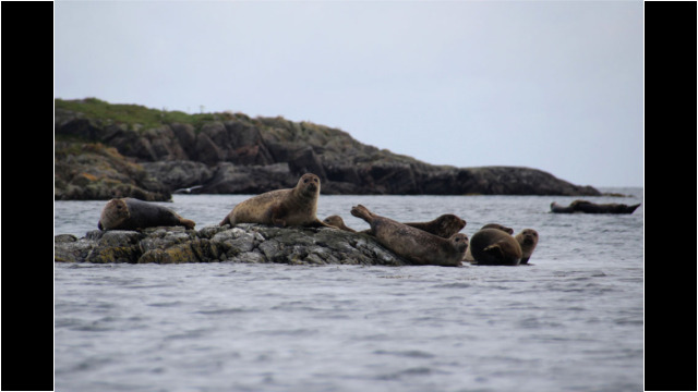 Oldany Island resident seals Seal Oldany Island