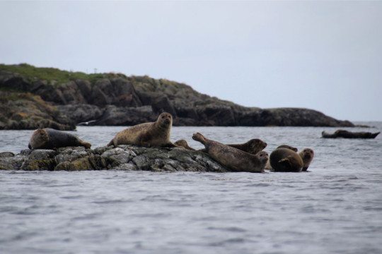 Oldany Island resident seals Seal Oldany Island