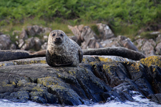 Oldany Island resident seals Seal Oldany Island