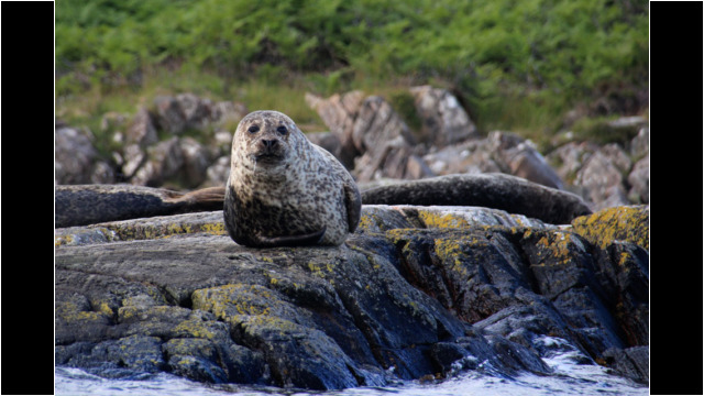 Oldany Island resident seals Seal Oldany Island