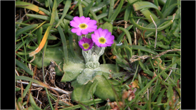 Scottish Primrose, Strathy Point Strathy Point Scottish Primrose
