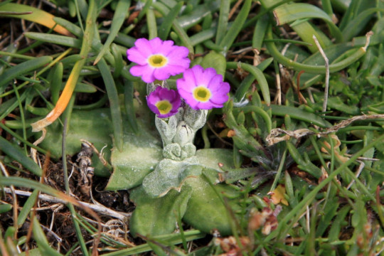 Scottish Primrose, Strathy Point Strathy Point Scottish Primrose