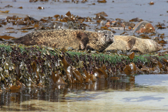 Seals at Brough Slipway Dunnet Head Seals