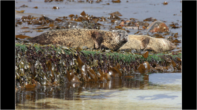 Seals at Brough Slipway Dunnet Head Seals