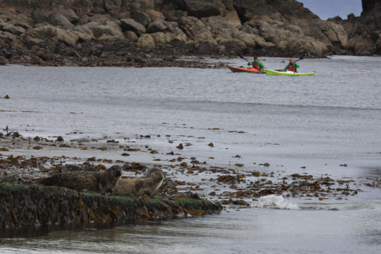 Seals at Brough Slipway Sea Kayak Dunnet Head Seals