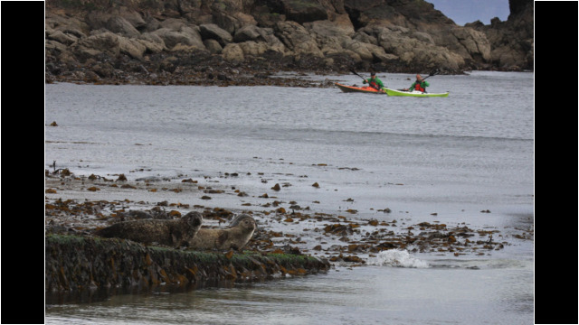 Seals at Brough Slipway Sea Kayak Dunnet Head Seals