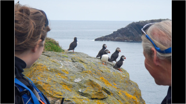 Resident Puffins Sea Kayak Shetland Muckle Flugga Puffins