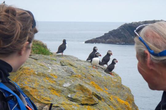 Resident Puffins Sea Kayak Shetland Muckle Flugga Puffins