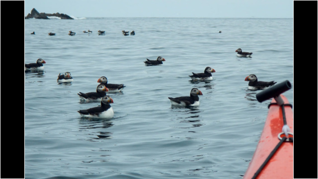 Puffins Sea Kayak Shetland Muckle Flugga Puffins