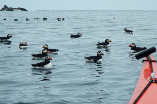 Puffins Sea Kayak Shetland Muckle Flugga Puffins