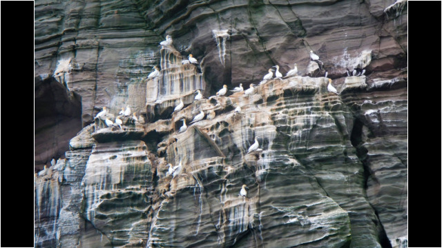 Resident Gannets Shetland Isle of Noss Gannets