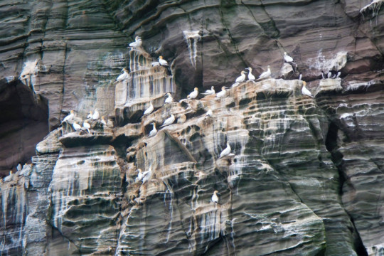 Resident Gannets Shetland Isle of Noss Gannets