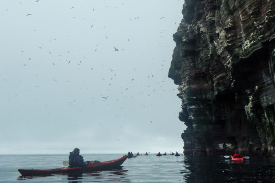 East coast cliffs & sea birds Sea Kayak Shetland Isle of Noss