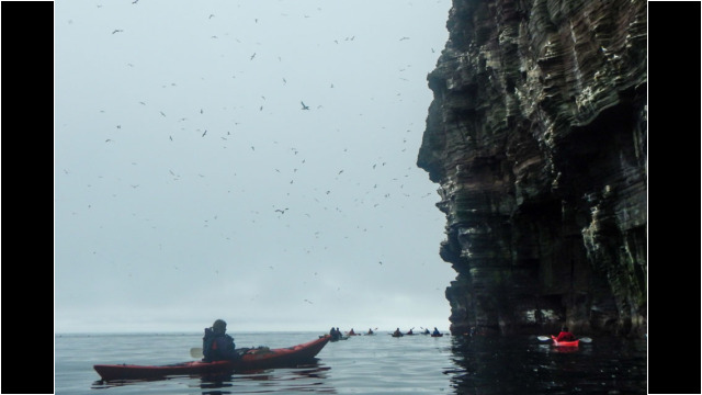 East coast cliffs & sea birds Sea Kayak Shetland Isle of Noss