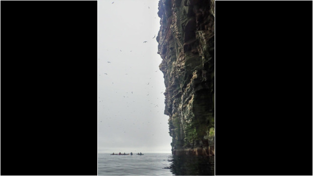 Cliffs & sea birds Sea Kayak Shetland Isle of Noss