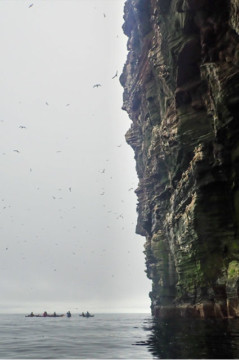 Cliffs & sea birds Sea Kayak Shetland Isle of Noss