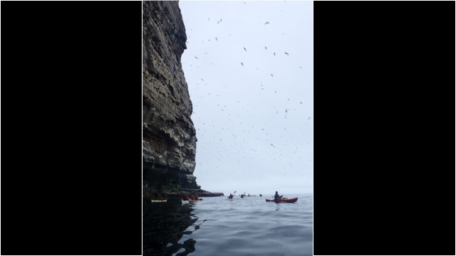 Cliffs & sea birds Sea Kayak Shetland Isle of Noss