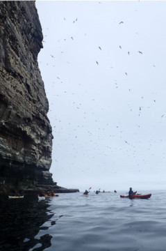 Cliffs & sea birds Sea Kayak Shetland Isle of Noss
