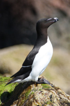 Razorbill North Sutor Razorbill