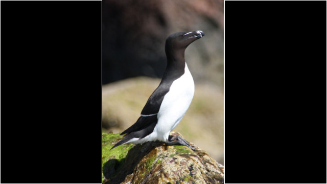 Razorbill North Sutor Razorbill