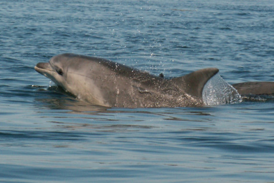 Bottlenose Dolphin Sutors Stacks Dolphin