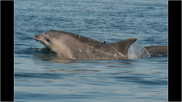 Bottlenose Dolphin Sutors Stacks Dolphin