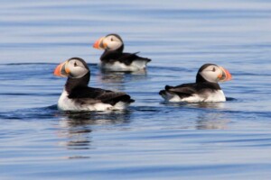 Puffins Ailsa Craig Puffins
