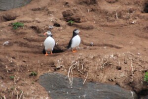 Puffins Port Errol to Collieston, Puffins