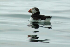 Puffin Puffin