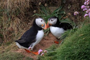 Puffins St Abbs Head, Puffins