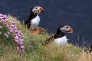 Puffins Canna & Sanday Puffins