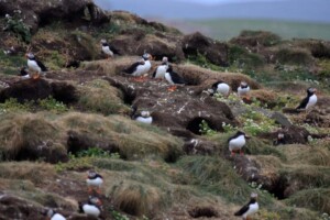 Puffins & their burrows Little Minch, Shiant Islands Puffins