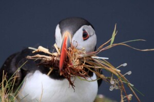 Handa Puffin Handa Island, Puffin